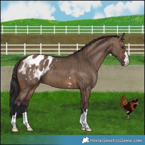 Horse Color:Brown Dun Appaloosa Brindle 