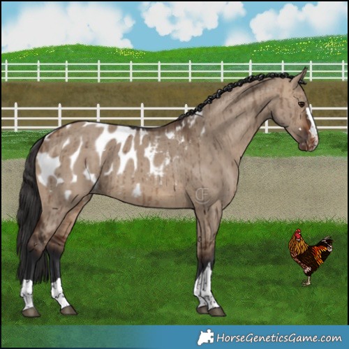 Horse Color:Brown Dun Appaloosa Brindle