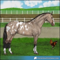 Horse Color:Brown Dun Appaloosa Brindle