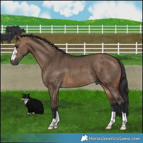 Horse Color:Brown Dun Brindle