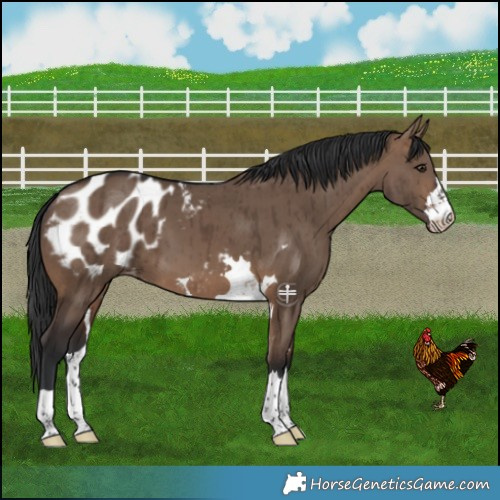 Horse Color:Brown Dun Appaloosa Brindle