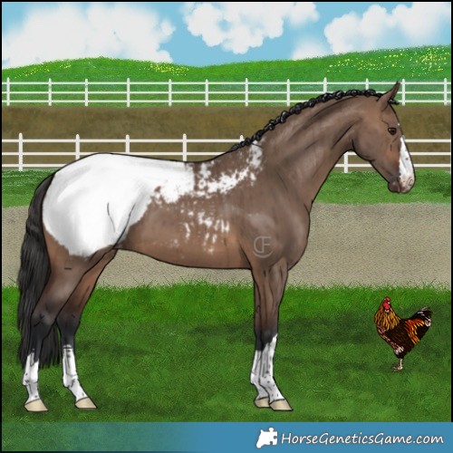 Horse Color:Brown Dun Appaloosa Brindle