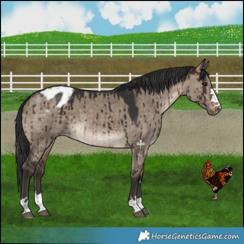 Horse Color:Brown Dun Varnish Brindle 