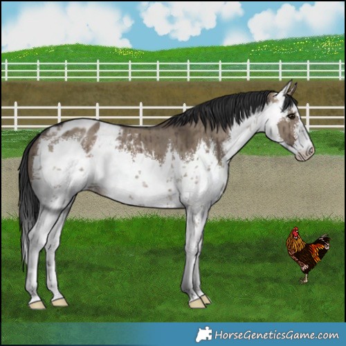 Horse Color:White Spotted Brown Dun Blanket Brindle 
