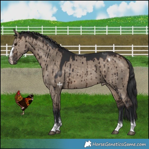 Horse Color:Brown Dun Appaloosa Brindle