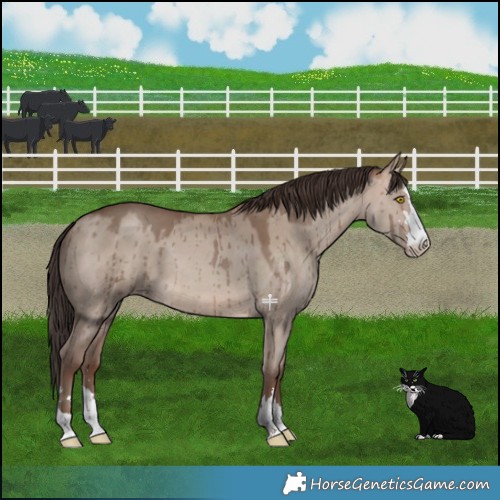 Horse Color:Sable Champagne Dun Brindle
