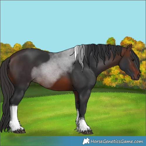 Horse Color:Brown Tobiano 