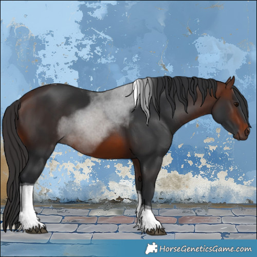 Horse Color:Brown Tobiano 