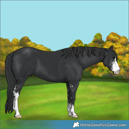 Horse Color:Black Sabino 