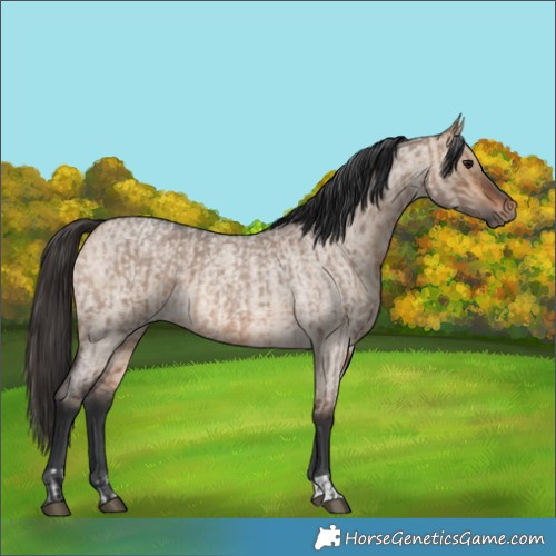 Horse Color:Bay Roan Dun  and Bay Roan Dun 