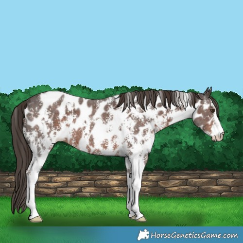 Horse Color:Liver Chestnut Sabino Leopard