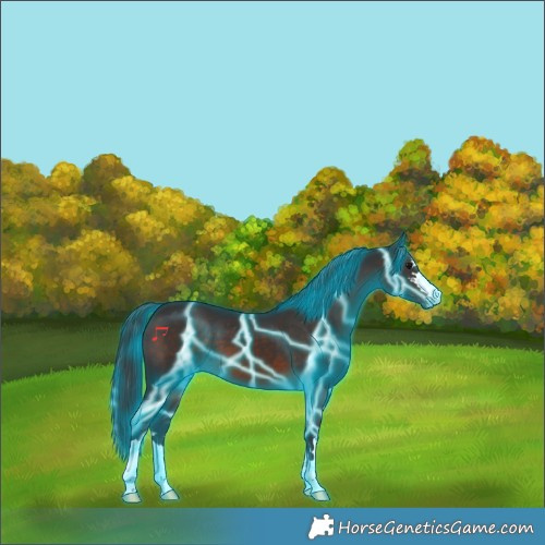 Horse Color:Thunderstruck Brown Appaloosa 