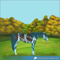 Horse Color:Thunderstruck Brown Varnish 