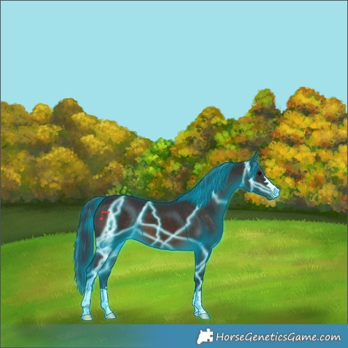 Horse Color:Thunderstruck Brown Appaloosa 