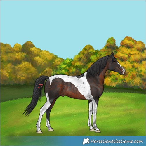 Horse Color:Brown Tobiano Rabicano