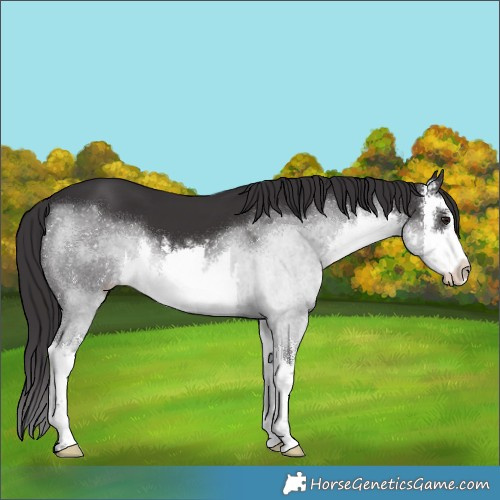 Horse Color:White Spotted Smoky Black