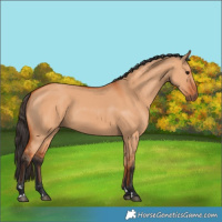 Horse Color:Bay Dun 