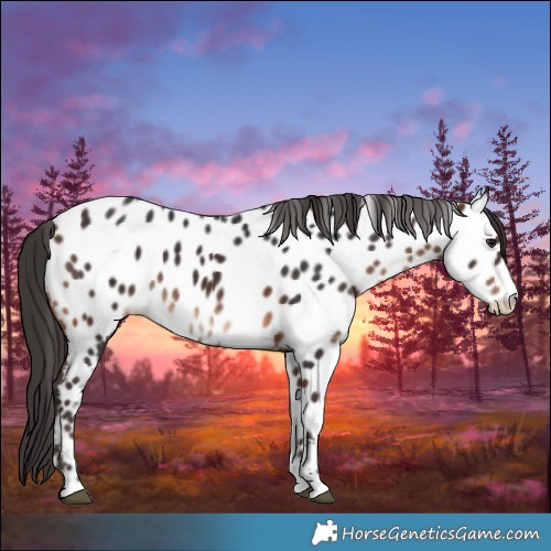 Horse Color:Brown Sabino Near Leopard