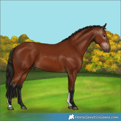 Horse Color:Gray Bay Tobiano 