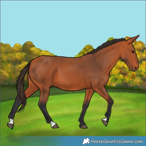 Horse Color:Bay 