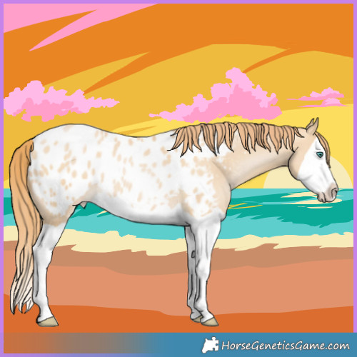 Horse Color:Smoky Black Pearl Splash Appaloosa Rabicano