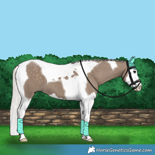 Horse Color:Silver Grullo Splash Tobiano