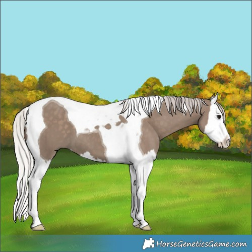 Horse Color:Silver Grullo Splash Tobiano 