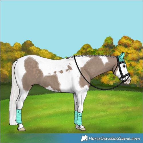Horse Color:Silver Grullo Splash Tobiano