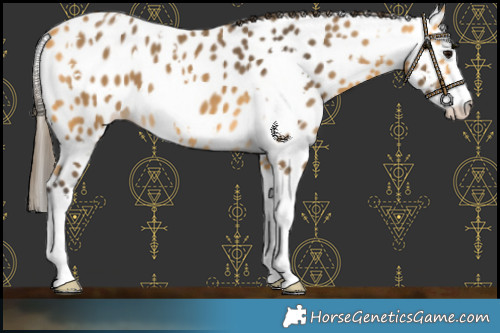 Horse Color:White Spotted Buckskin Splash Leopard 