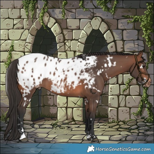 Horse Color:White Spotted Brown Blanket 