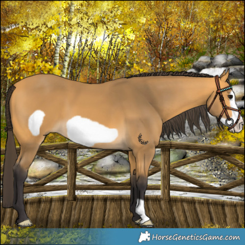 Horse Color:Buckskin Frame