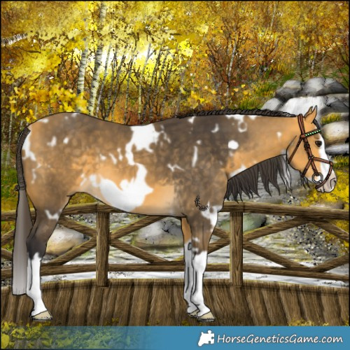 Horse Color:White Spotted Buckskin Splash Frame 
