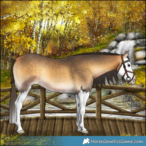 Horse Color:Buckskin Onyx Splash 