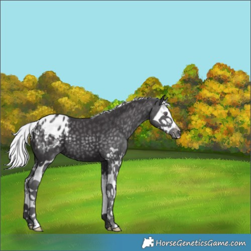 Horse Color:Silver Smoky Black Chinchilla Splash Blanket