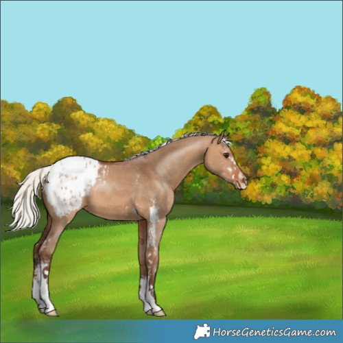 Horse Color:Silver Bay Dun Sabino Blanket 
