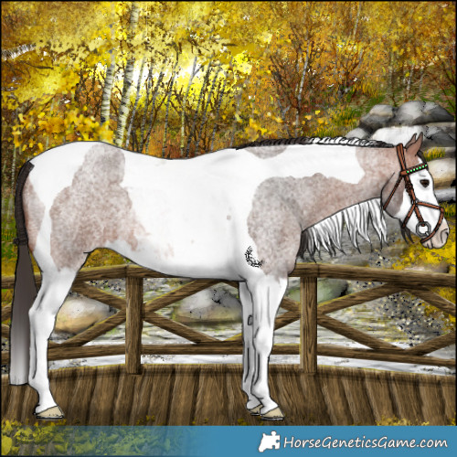 Horse Color:Bay Roan Splash Tobiano 