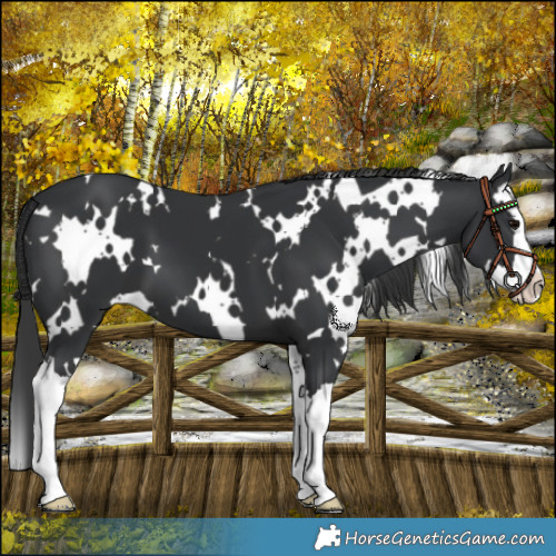 Horse Color:White Spotted Black Splash 