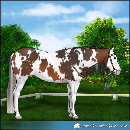 Horse Color:White Spotted Bay Splash 