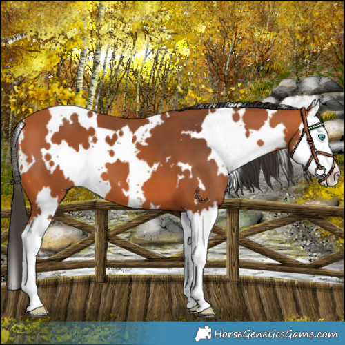Horse Color:White Spotted Bay Splash 