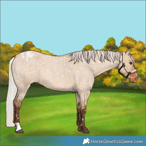 Horse Color:Silver Bay Roan Dun Snowflake Varnish