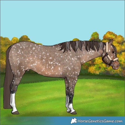 Horse Color:Brown Dun Tobiano Snowflake Varnish 