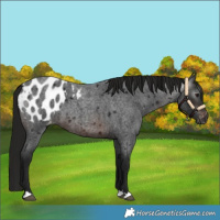 Horse Color:Gray Brown Roan Blanket