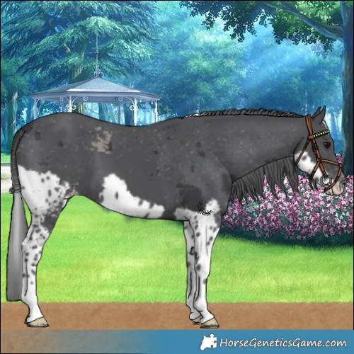 Horse Color:Black Merle Skewed LP Spotted 