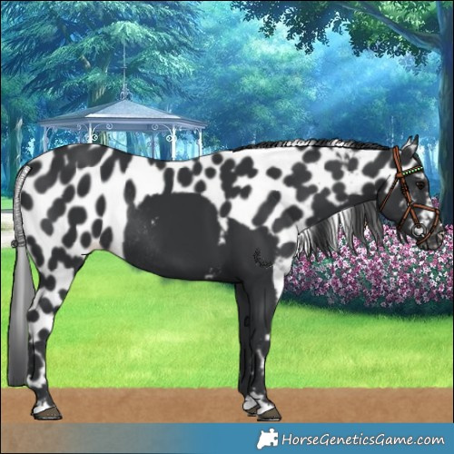 Horse Color:Black Skewed LP Spotted Rabicano 
