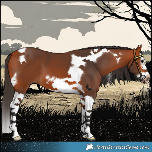 Horse Color:Bay Splash Tobiano Frame 