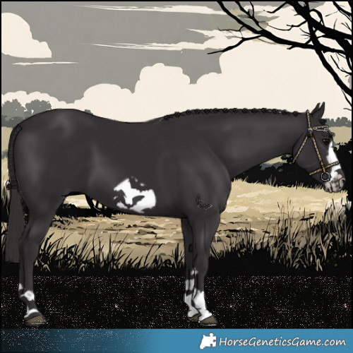Horse Color:Smoky Black Frame 