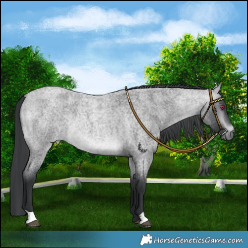 Horse Color:Platinum Bay Chinchilla Roan 