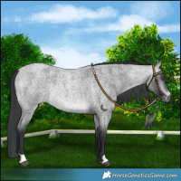 Horse Color:Platinum Bay Chinchilla Roan