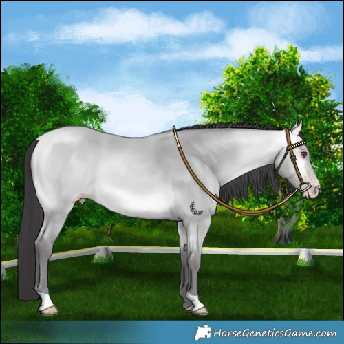 Horse Color:Platinum Amber Cream Champagne Chinchilla