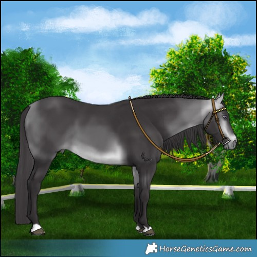 Horse Color:Platinum Buckskin Chinchilla 